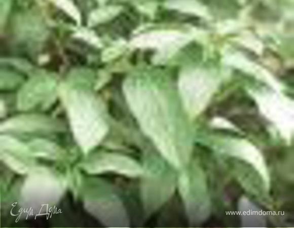 Жарим давленный чеснок на подсолнечном масле до золотистого цвета с молотой киндзой, затем вливаем  куринный бульон и доводим до кипения.После этого выкладываем мороженную молохию в кипяченый бульон и доводим до кипения не закрывая крышкой,солим и выключаем огонь, закрываем крышкой.После того, как молохия полностью растаяла прокипятить 5 минут(главное не перекипятить,а то молохия отслоится от бульона)и ваше блюдо готово к подача к рису. Приятного аппетита!!!! Извеняюсь, фото взяла из интернета,но готовила сама лично.