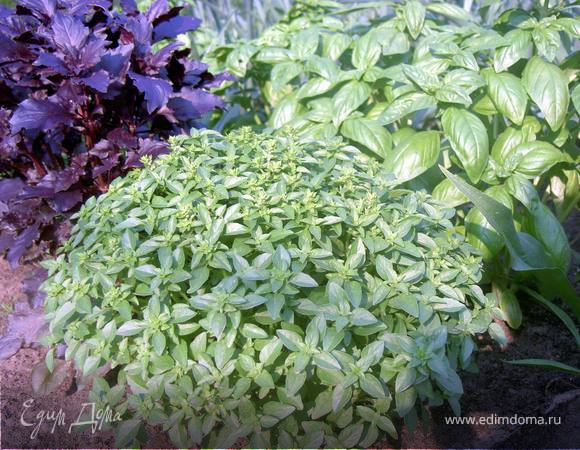 В блендер поместить базилик и тщательно перемолоть, затем добавить свежевыжатые  фруктовые соки и взбить. Напиток готов - наслаждайтесь!