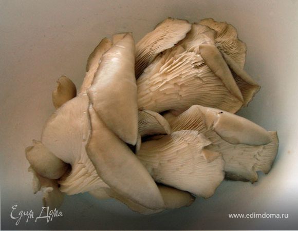 Вешенки будем выбирать средние по размерам, светлые, с беленькими пластинками. 