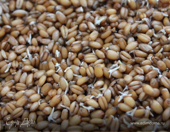 Для начала нужно конечно прорастить пшеницу!:) для этого берем пшеницу (в этом случае 150 г сухой пшеницы), перебираем ее от мусора и промываем. Заливаем чистой водой на треть объема, накрываем марлечкой  и ставим проращиваться в теплое место. Следим,чтобы вода всегда присутствовала, подливаем если впитается в зерно. И где-то через 1,5 дня, примерно, она у вас даст ростки. :) Это кладезь витаминов Е и А.