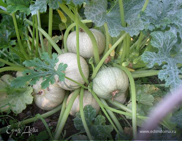 Вот такие малышки!