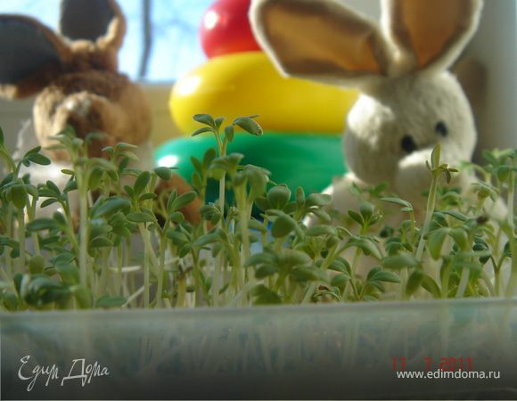 Если в вашем городе нет в продаже кресс-салата,вы можете за 1неделю вырастить его на подоконнике.Для этого в ёмкость поместите тонкий слой,обильно смоченной,ваты.Поверх ваты густо насыпьте семена кресс-салата.Поставьте в теплое,светлое,но не солнечное место.Если это батарея,то уложите под ёмкость с салатом в 2-3 слоя полотенце.