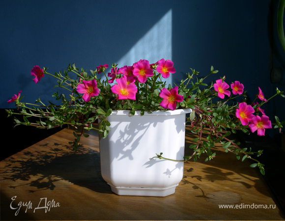 Что такое портулак? = http://www.raananadiet.com/article10.html  Можно выращивать в вазоне... мы едим всю зиму с подоконника а летом с цветника...