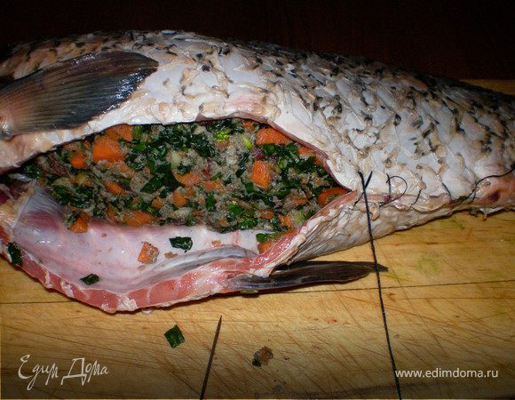 Зашить брюшко сазана.

