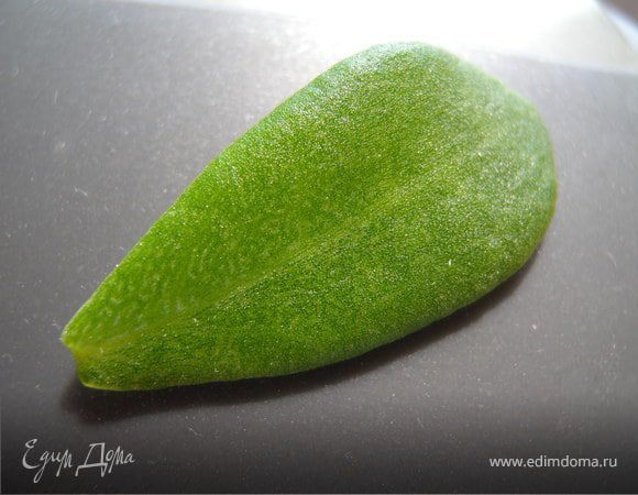 мне еще нравится рассматривать листочки. Так выглядит сырой листик портулака...