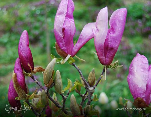Пока овощи пекутся, взгляды так и тянутся к распускающейся весенней красоте. Сначала это были цветы магнолии...