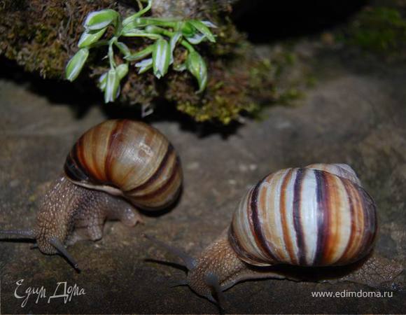 А потом я увидела улиток, а рядом с ними - цветы эдельвейса. Правда они прикрылись после прошедшего небольшого дождика, но я сразу поняла, что у моего будущего салата будет такое символичное для сегодняшнего события название! 