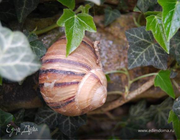 Рано утром собираем улиток. Я взяла 7 крупных красавиц.