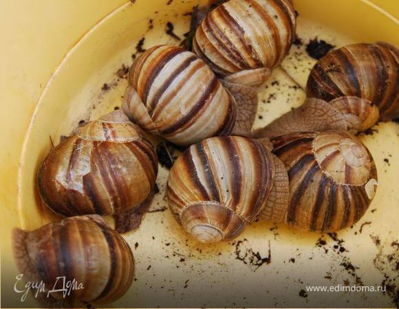 Помещаем их в ведро или большую кастрюлю и накрываем крышкой, периодически промывая проточной водой. Выдерживать их желательно подольше - от суток до трех, чтобы вывести из их организма токсины и устранить все неприятные привкусы. У меня они очищались трое суток - все должно быть по правилам!