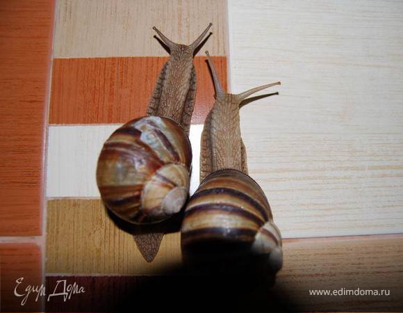 Причем несколько раз они совершали побег,открывая крышку (этого я вам передать не смогу,но попробуйте представить - я захожу в сауну,где они хранились,смотрю - ведро пустое и я начинаю их звать и искать... :)