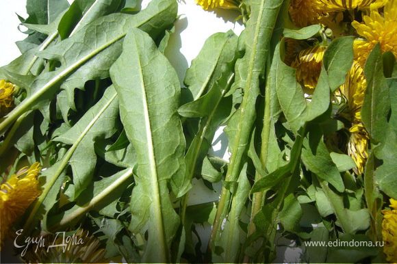 Из зелёных лисьев Одуванчиков можно готовить овощной салат.Корень одуванчика-хорошее мочегонное средство.
