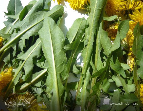 Из зелёных лисьев Одуванчиков можно готовить овощной салат.Корень одуванчика-хорошее мочегонное средство.