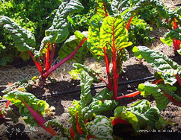 кто не любит шпинат, можно заменить листьями мангольда (листовая свекла)  (1-2 минуты проварить, просушить)
