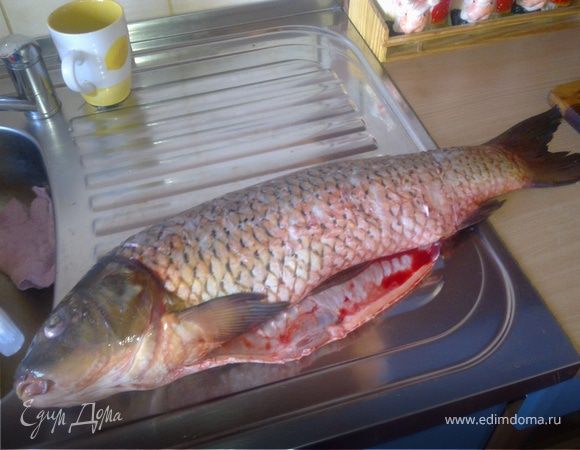 Вот какая красивая рыбка,чистим,моем ,удаляем жабры и разделываем на порционныеи куски.
