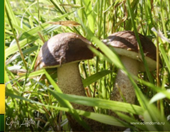 Предварительно отваренные в соленой воде грибы(лучше подберёзовики,белые,боровики и т.д.)ПОРЕЗАТЬ небольшими тонкими ломтиками.
Пожарить в половине сливочного масла.