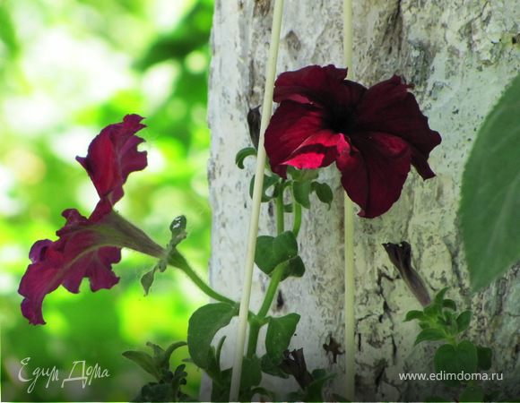 Наслаждаемся природой