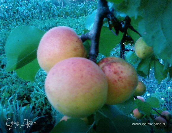 Абрикос вымыть и очистить от косточки