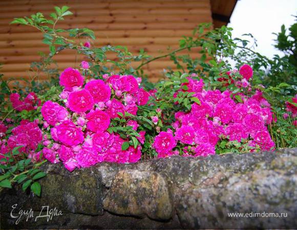 ... и ЯРКОГО ЛЕТА!