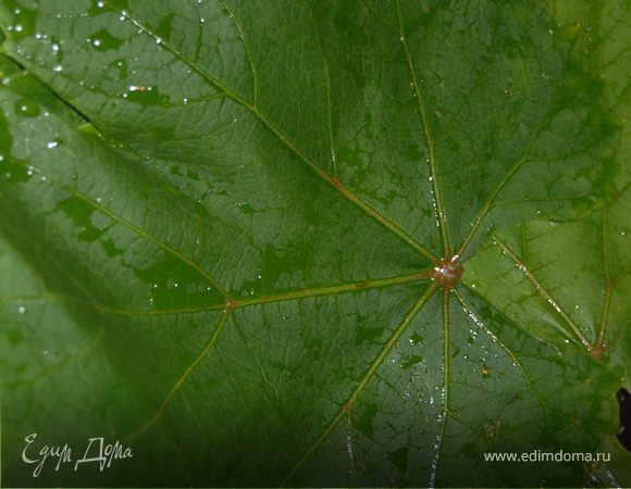 Листья вымыла в проточной воде и залила их кипятком на пару минут, чтоб стали эластичнее и начали отдавать аромат. 
