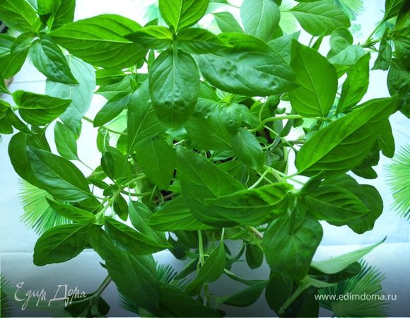 На следующий день продолжила процедуру, довела до кипения и варила уже минут 20.
Потом опять оставила отдыхать.
В третий раз закипятила, добавила горсть листьев базилика и варила уже до загустения и бульканья на умеренном огне. Когда мой джем начал возмущаться, пыхтеть и стреляться я выключила огонь и горячим разлила по банкам. Закрыла завинчивающимися металлическими крышками и оставила остывать.   