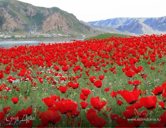 "Убегает вдаль дорога,

Где-то рядом степь и небо…

Может, потерял немного

Тот, кто здесь ни разу не был.

Ну а мне без этой дали

Мир бы низок стал и тесен,

Хорошо жилось едва ли –

Как без музыки, без песен,

Может, я б стихи писала

Про густых лесов красу,

Только просто неба мало,

Мало неба мне в лесу.

А в степи моя дорога

Убегает прямо к небу.

Да, теряет очень много

Тот, кто здесь ни разу не был" Т.Шевченко