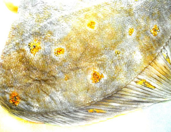 Аккуратно снять очень красивую кожицу.