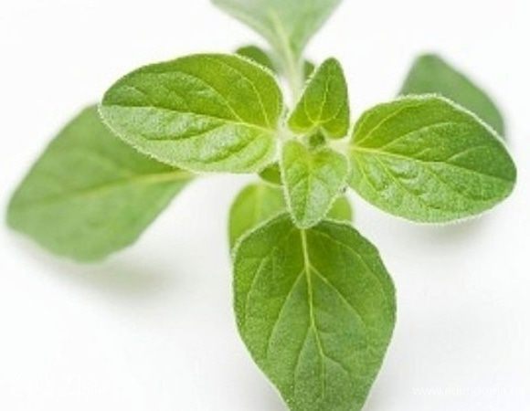 Свежий майоран мелко порубить.