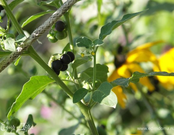 Вот такой он...знакомый с детства и вкусный сорнячок:)Если у Вас есть дача или дом просто при прополке оставьте 2-3 куста паслёна где-нибудь в солнечном месте.Не успеете оглянуться как они вырастут большими и усыпанными сначала цветочками,а потом ягодками:)