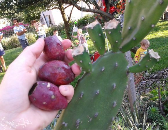 Еще был кактус...