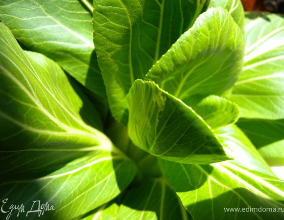 Капуска Пак чей. Но можно взять и пекинку. Порезать только твердую часть.  