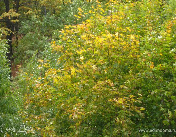 Замесить дрожжевое тесто любым удобным для вас способом.я это делаю в хлебопечке. Режим : тесто. Пока моя помощница-хлебопечка делала тесто я фотографировала московскую осень: