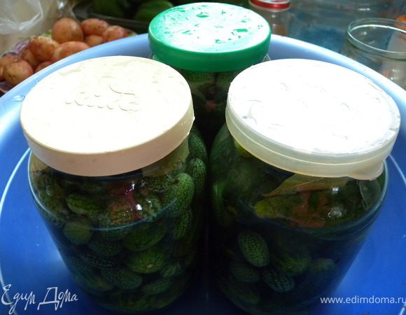 3. Сделать воду. Холодная вода+соль. На 1.5 л воды - 100 г соли. Залить в банки и накрыть капроновыми крышками. Банки положить в мисочку. и оставить при комнатной температуре несколько дней. 