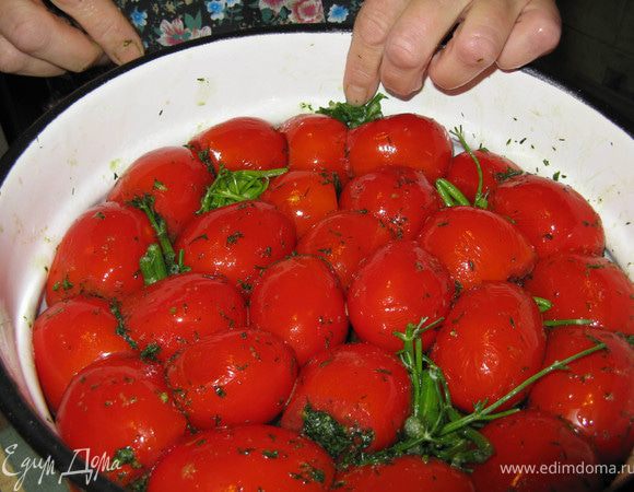 Помидоры укладываются как можно плотней, и щели между ними забиваются согнутыми во много раз стеблями укропа.