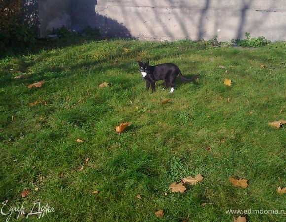 Осень в этом году замечательная!Кошки-тоже,не могу пройти мимо!