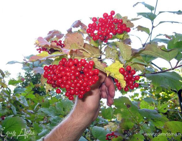 Берем грозди калины. Калину надо срывать с куста после первых заморозков. В этот момент она наиболее богата витаминами и целебными свойствами.