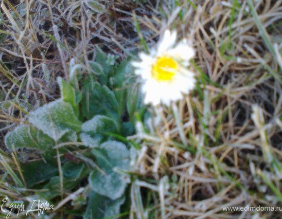 Галиюша,это тебе цветочек!(фото сделала вчера утром)Этот кроха поразил меня своей стойкостью-ведь кругом иней!