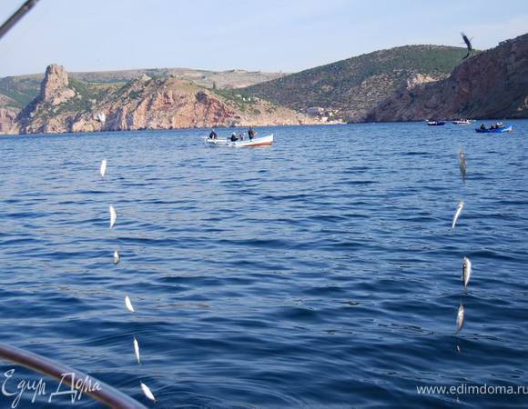 Первым делом нужно наловить ставридки!:)