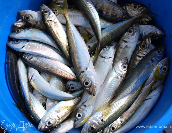 Мы обычно привозим с морской рыбалки пару-тройку таких ведрышек