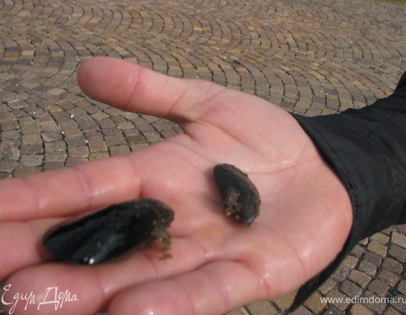 Эти мидии сын выловил, когда летал в октябре в Италию...