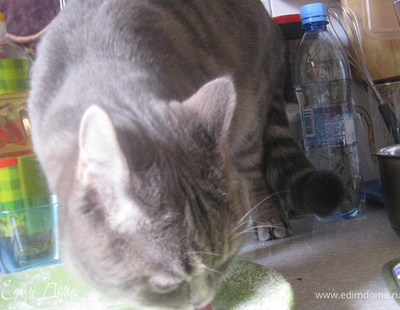 Пока я возилась с фотоаппаратом, поворачиваюсь, а там! Пришел незваный кот!