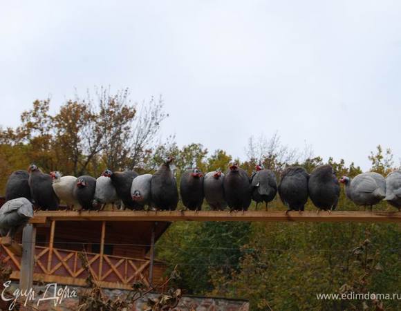 Рано утром встречаем во дворе цесарку и даем ей понять, что сегодня она станет нашим ужином.