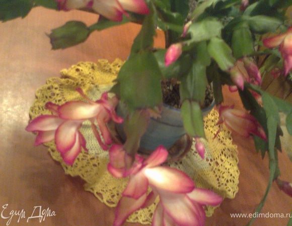 Благодарю свой"декабрист"за фотосессию!)))