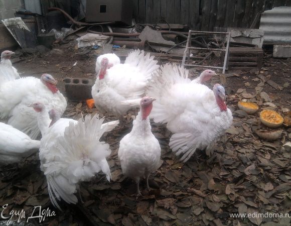Вот такие у нас домашние птички