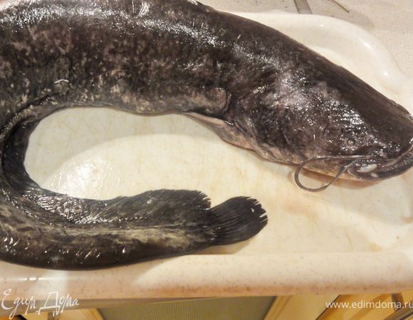 Надежда дала мне очень ценный совет по чистке сома, думаю он всем пригодится)))Сначала сома натираешь солью,минуты 2-3 ждешь,берешь обычную проволочную мочалку(которой чистим на кухне)и аккуратно чистишь тушу сома смываешь водой и он становится почти белоснежный.Вот тогда и уходит неприятный запах тины.