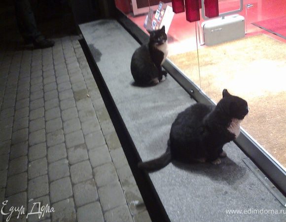 Очередь в магазин за рыбкой)))