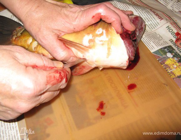 Сначала зачищается чешуя, потом отрезается голова, дальше рыба потрошится. Очень важно при этом не раздавить и не разрезать желчный пузырь. Если же это ненароком произошло, брюшная полость тщательно промывается, а дальше придется забыть всякую брезгливость и лизать сырое мясо, чтобы удостовериться в полном удалении желчи. 