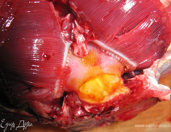 При разделке головы важно не упустить еще одну тонкость. После отделения жабр необходимо вырезать горькую косточку в основании черепа (от неё начинается позвоночник). Если этого не сделать, всё блюдо будет испорчено. Вот она, горькая косточка, желтоватая и ромбовидная. 
