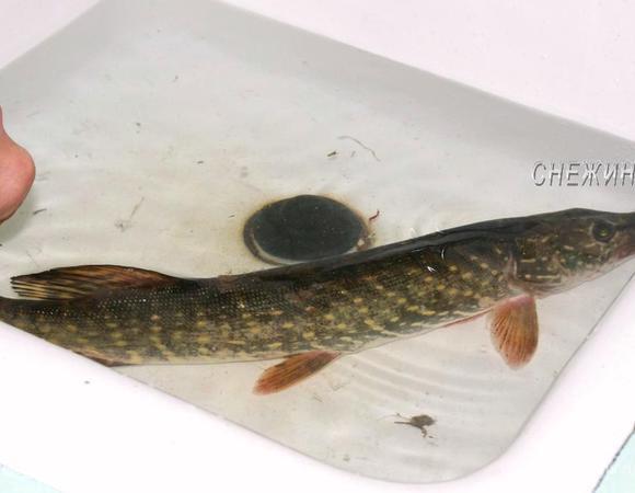 Знакомьтесь, щука. До....