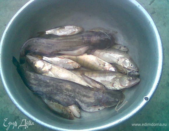 Берём рыбу, очень хорошо чистим, моем, отрезаем головы  (удаляем жабры!), плавники, хвосты, воздшные пузыри и кидаем их (кроме самой рыбы) в кателок и варим 10-15 минут снимая пену, крышкой не накрываем.