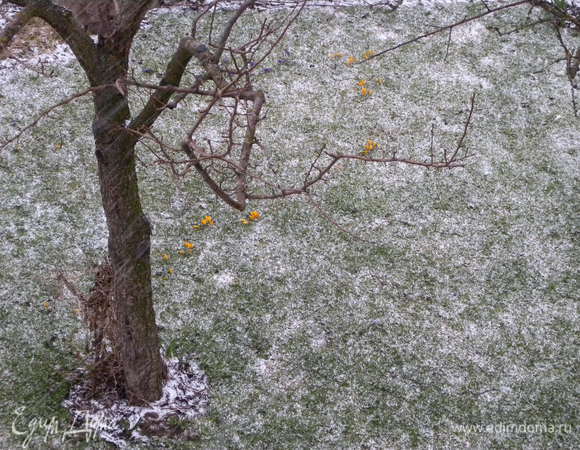 Этот же газон (полянка) через пол часа. Цветочки желтенькие видно? (подробнее в посте) :-)))